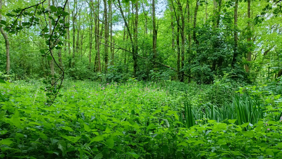 Camden b UB Naumd7ig unsplash