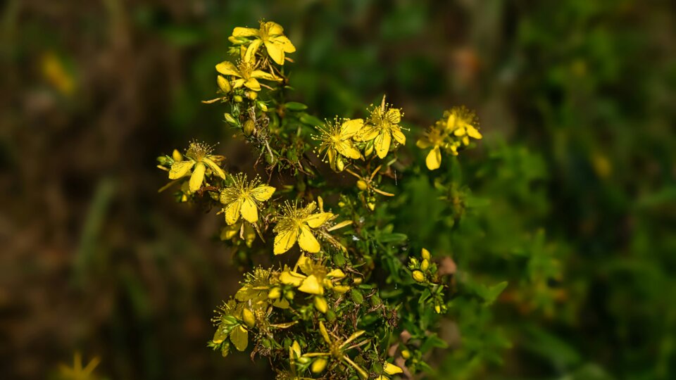 Domenico adornato RKN Hui2q Vb M unsplash