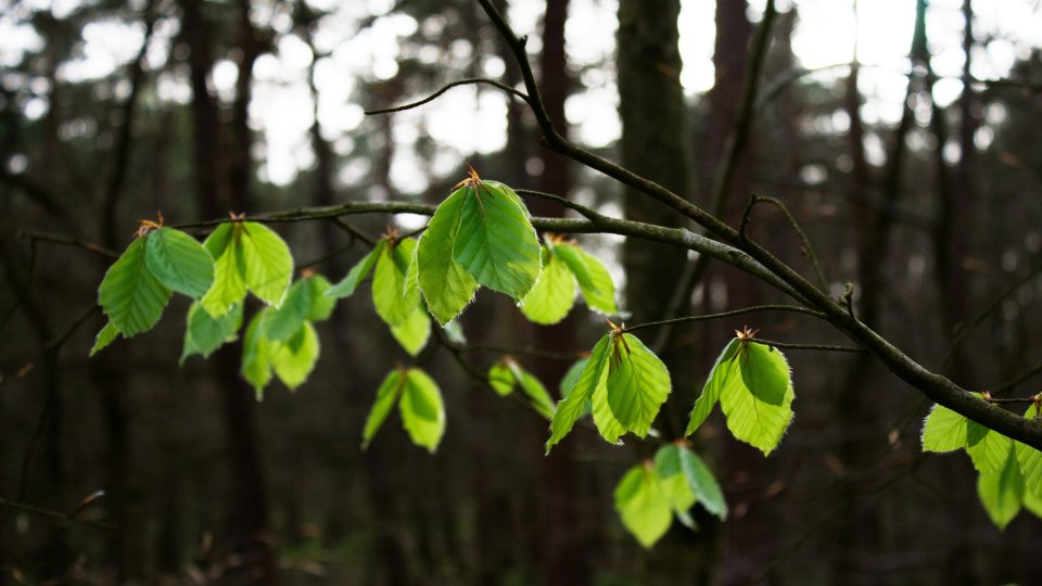 Hidde joustra bhpo Ax Dv EP4 unsplash