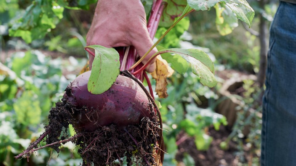 Rasa kasparaviciene kma HZV6 MNQI unsplash