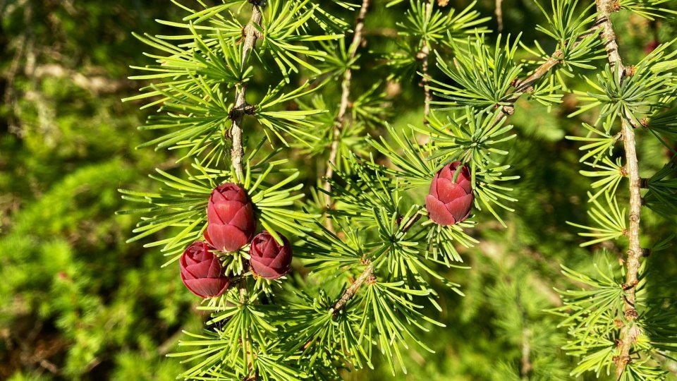 Ronin jm Wyjke Jdi Q unsplash