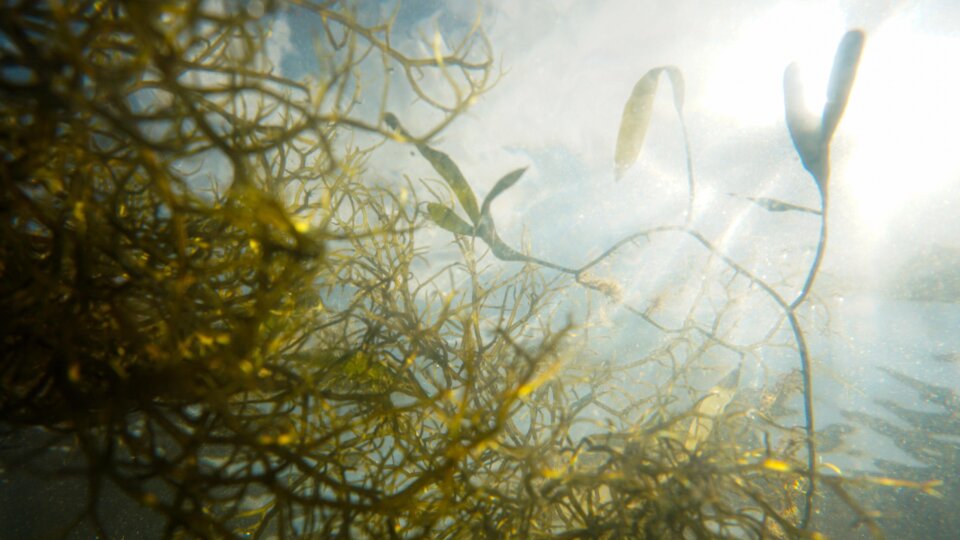 The tampa bay estuary program bts Aoom B Ce M unsplash